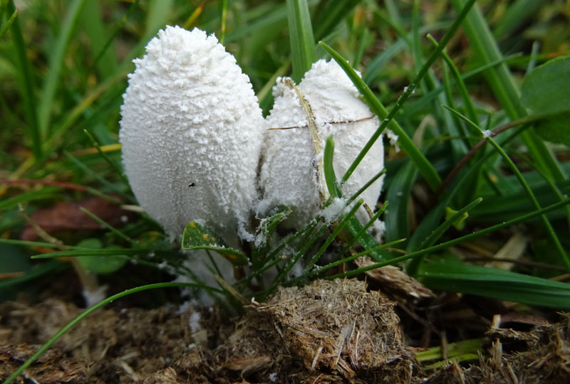 Coprinopsis nivea